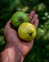 The Rerum Natura Body Cream with Organic Certified 40 ml