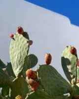 Travel Care Milde Seife 14 g