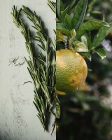 Itinera Daily Recharge 2-in-1 Shampoo & Duschgel mit verschlossener Pumpe, 370 ml